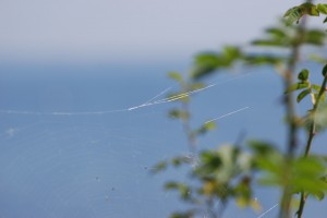 spinnennetz